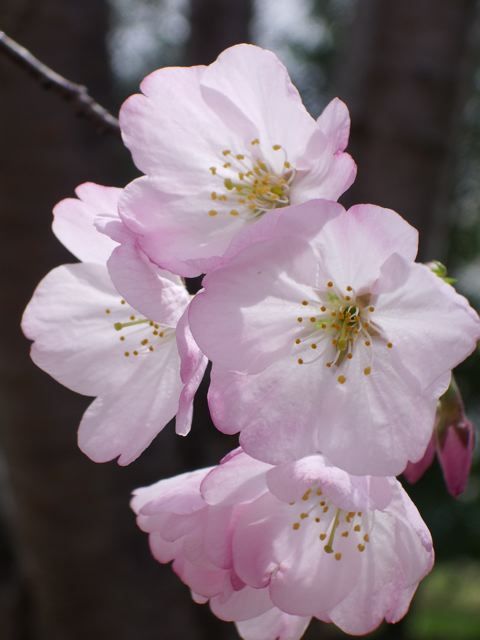 sakura flower closeup