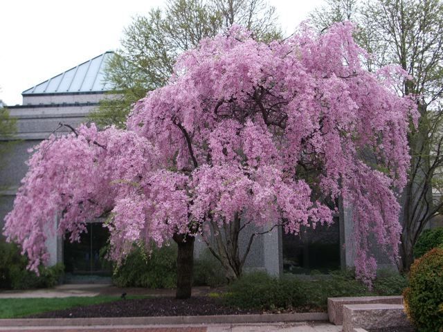 sakura tree ringer