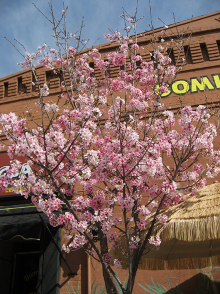 Little Tokyo sakura tree in front of Cuban restaurant | Discover ...