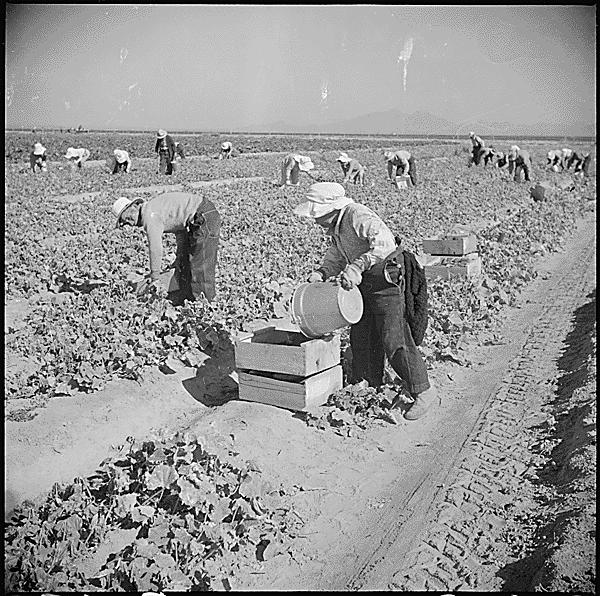 Evacuee farmers are here shown harvesting cucumbers in the fields at ...