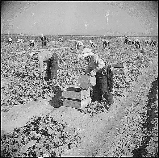 Evacuee farmers are here shown harvesting cucumbers in the fields at ...