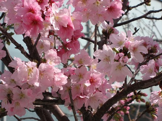 Close-up of sakura flowers | Discover Nikkei